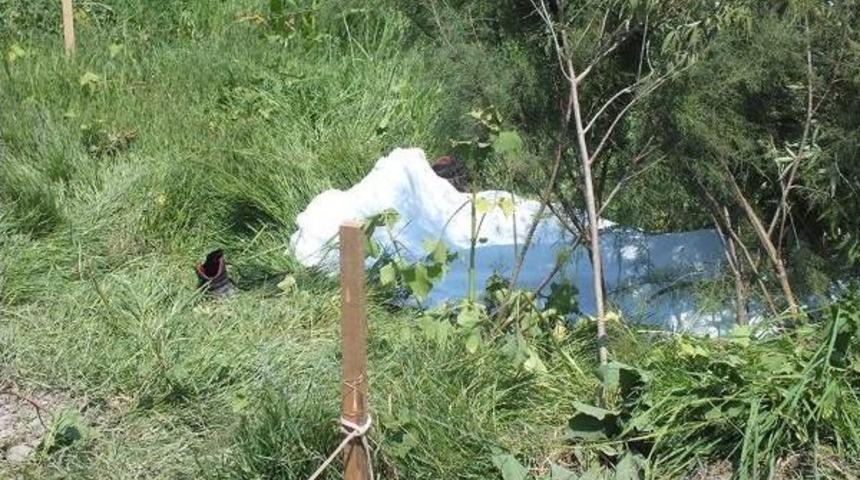 Domuzlar I&ccedil;in Tarlaya &Ccedil;ekilen Elektrikli Tel Can Aldı