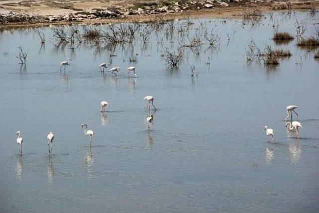 İzmir Kuş Cenneti, Son 20 Yılın En Sulak Dönemini Yaşıyor