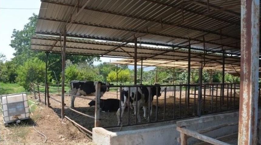 Umurlu Mahallesinde &Ccedil;i&ccedil;ek Karantinası