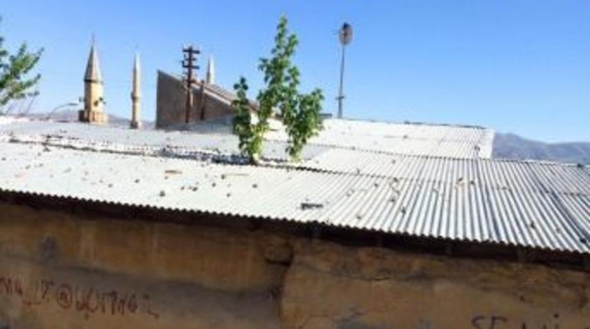 Pasinler&rsquo;de &Ccedil;atıda Yetişen Ağa&ccedil; G&ouml;renleri Şaşırtıyor