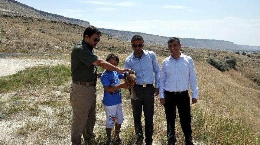 Minik Sporcunun Kurtardığı Şahin Tedavisinin Ardından Doğaya Salındı