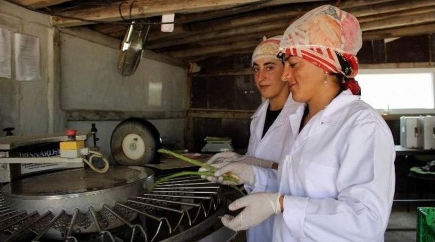 T&uuml;rkiye&rsquo;nin B&uuml;t&uuml;n Kuşkonmaz İhtiyacını Karşılıyor