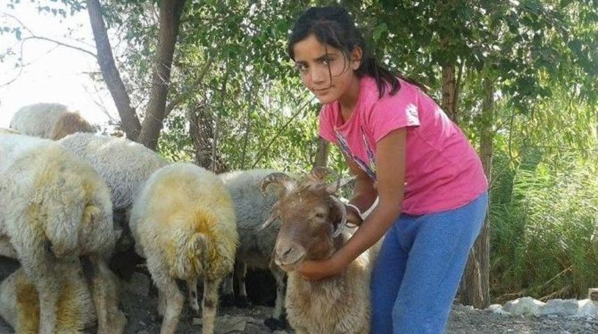 (&ouml;zel Haber) 5 Boynuzlu Ko&ccedil; Yavrusu S&uuml;r&uuml;n&uuml;n Maskotu Oldu