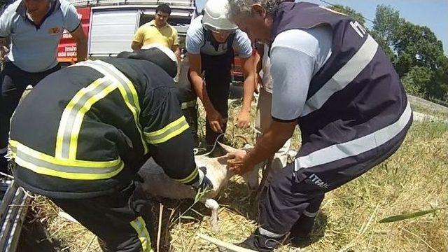 Kuyuya Düşen Keçiyi İtfaiye Kurtardı