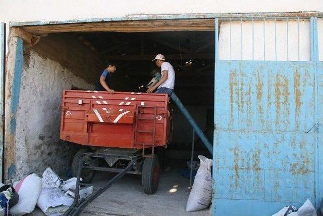 Sertifikalı Tohumluk Alamayan Çiftçiler Kendi Tohumluğunu Hazırlıyor