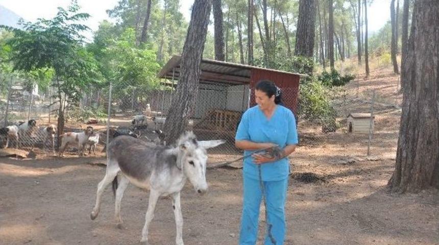 Haydos Yaşlı Eşeğe Sahip &Ccedil;ıktı