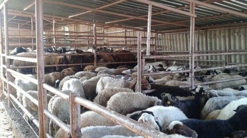 (özel Haber) Tekirdağ’da Kaçak Koyun Operasyonu