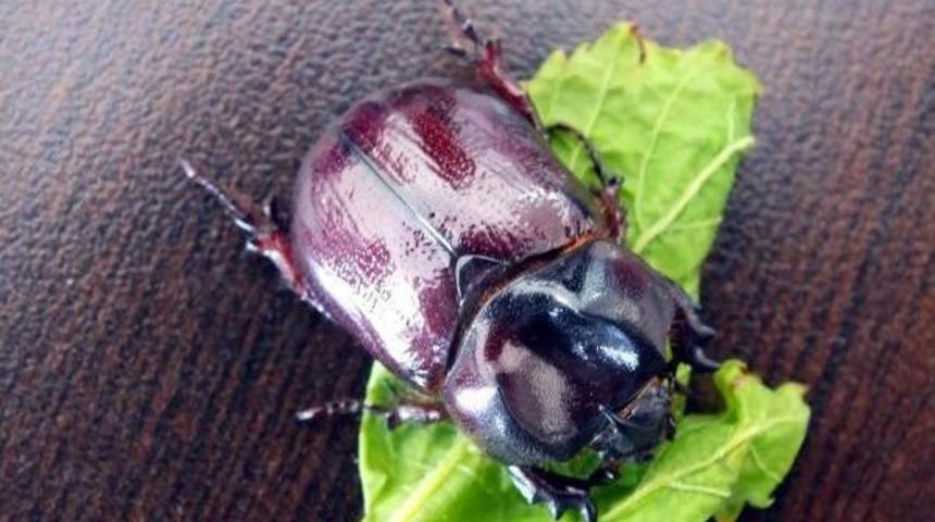 Marmaris'te Bulunan Gergedan B&ouml;ceği Ormana Bırakıldı