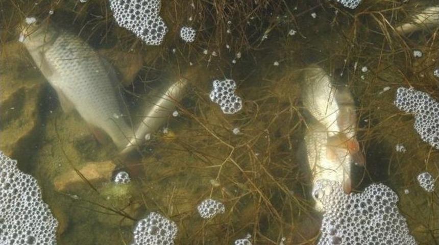 (&ouml;zel Haber) Deredeki Balıklar Topluca &Ouml;ld&uuml;