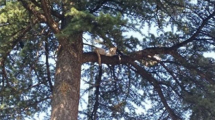 Demirci&rsquo;de Kedi Operasyonu