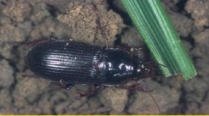 Ekin D&uuml;şmanı B&ouml;cek Uyarısı