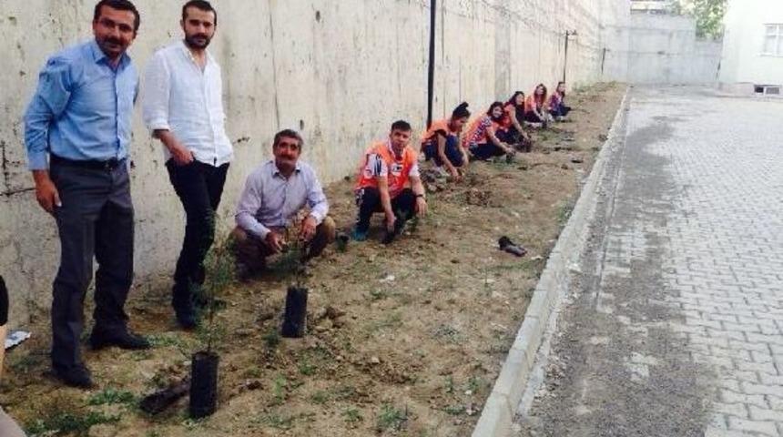 Y&uuml;ksekova'da &Ouml;ğretmenler Okul Bah&ccedil;esine 200 &Ccedil;am Fidanı Dikti