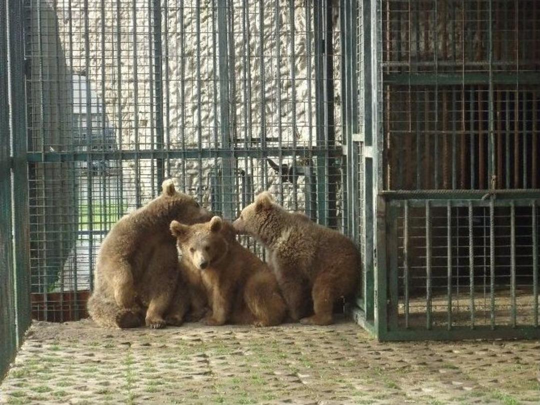 Sıcaktan Bunalan Hayvanlar Fıskiye İle Serinletiliyor