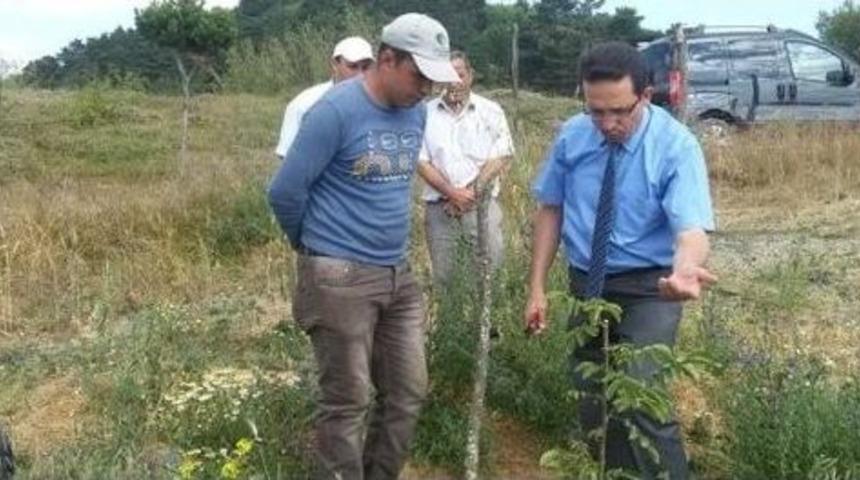 Devrekani&rsquo;de Ceviz Bah&ccedil;eleri İncelendi
