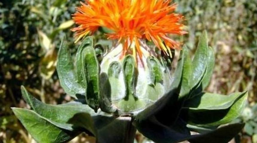 Melikgazi&rsquo;nin Endemik Bitkisi &lsquo;aspir&rsquo;