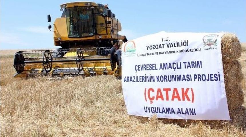Yozgat’ta Çatak Kapsamında Deneme Eğitimi Yapılan Tarlada Hasat Gerçekleştirildi