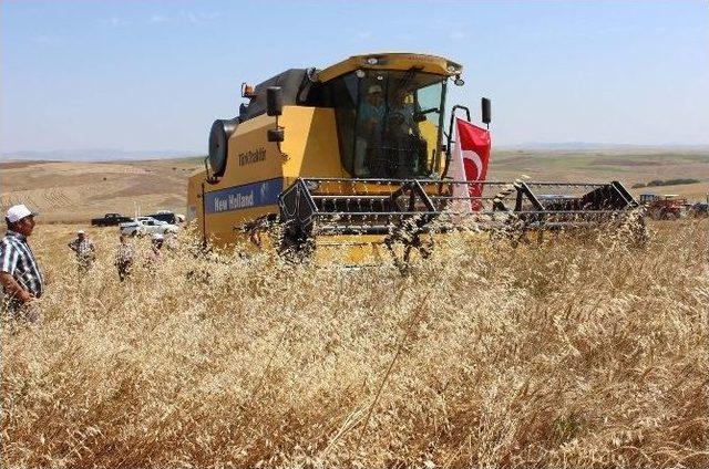 Yozgat’ta Çatak Kapsamında Deneme Eğitimi Yapılan Tarlada Hasat Gerçekleştirildi