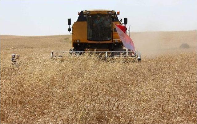 Yozgat’ta Çatak Kapsamında Deneme Eğitimi Yapılan Tarlada Hasat Gerçekleştirildi