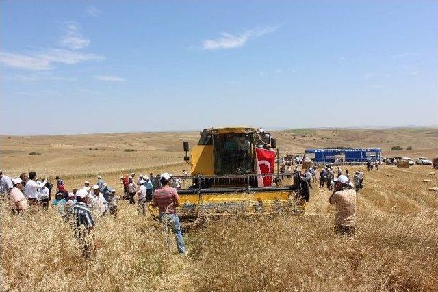 Yozgat’ta Çatak Kapsamında Deneme Eğitimi Yapılan Tarlada Hasat Gerçekleştirildi