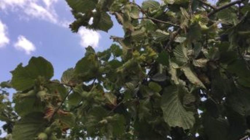 Ordu&rsquo;da Fındık Toplama Tarihleri A&ccedil;ıklandı