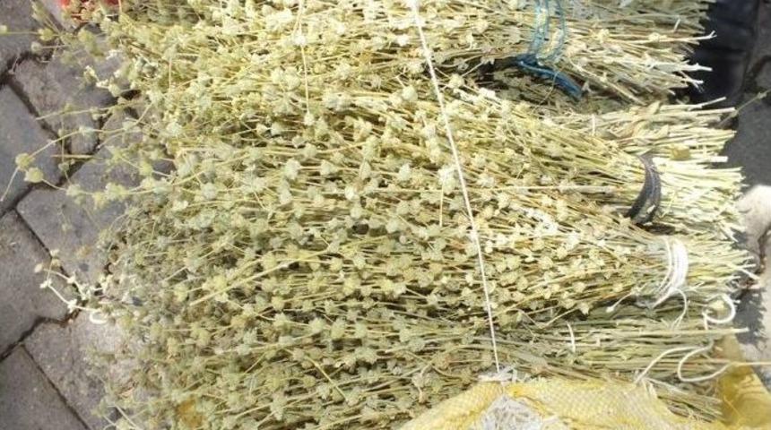 Şifa Kaynağı Dağ &Ccedil;ayı Satılmaya Başladı