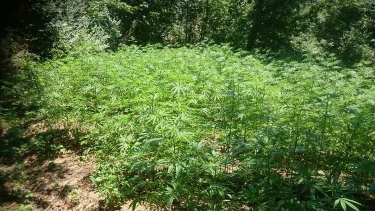 Ordu&rsquo;da 10 Bin 973 K&ouml;k Hint Keneviri Ele Ge&ccedil;irildi