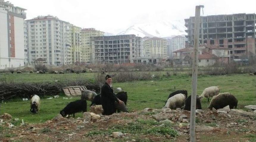 Şehir Merkezinde Hayvan Besleyenlere İzin Verilmiyor
