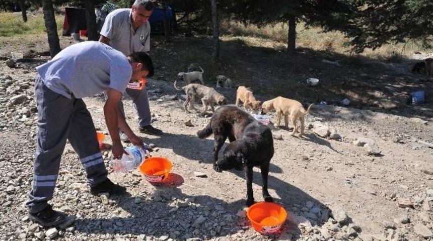 Sokak Hayvanlarına Bir Kap Su
