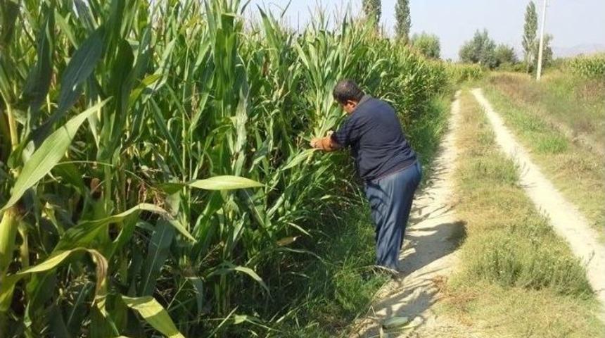 Dalaman&rsquo;da Yem Bitkileri Destekleme M&uuml;racaatları Devam Ediyor