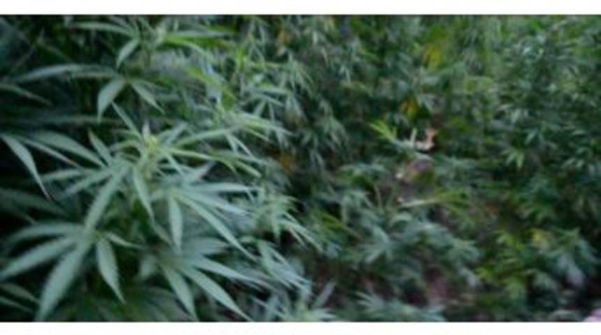 Jandarma Ekiplerinden Kenevir Operasyonu