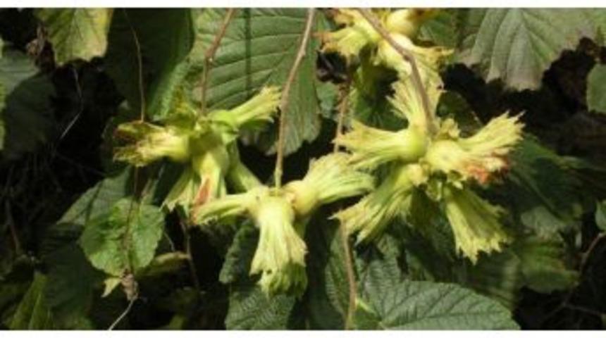 Giresun’da Fındık Hasadı Tarihi Açıklandı