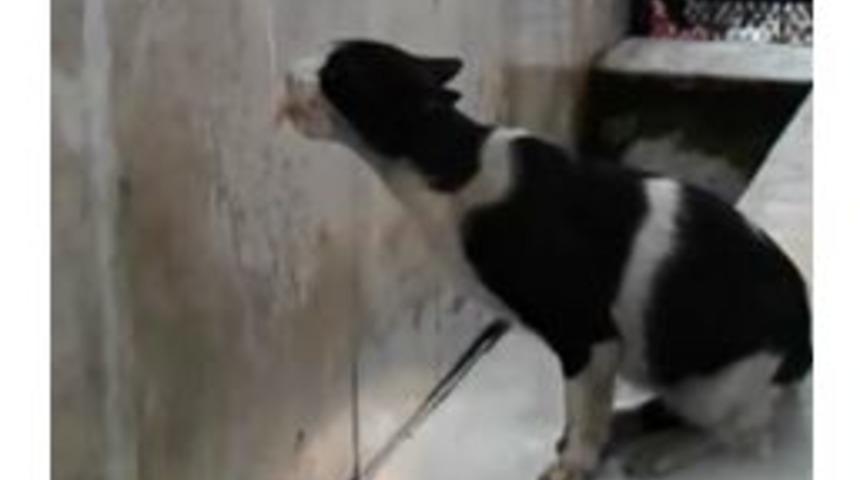 (&ouml;zel Haber) Sıcaklar Hayvanları Da Bunaltıyor