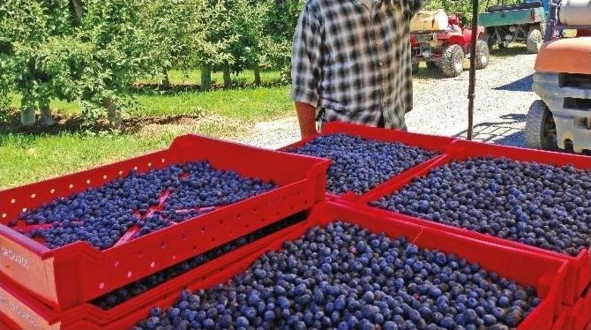 Orman Ve Su İşleri Bakanlığı&rsquo;ndan &rsquo;mavi Yemiş&rsquo; Eylem Planı