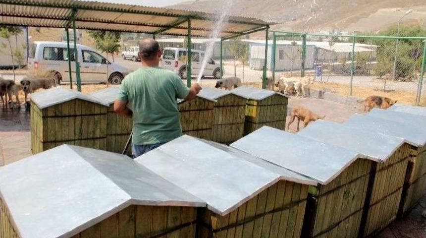 Sıcaktan Bunalan Hayvanlara Hortumlu Çare