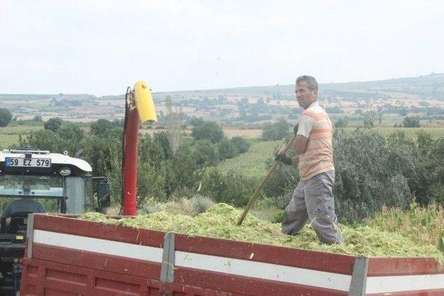 Tekirdağ’da Silaj Hasadı Başladı