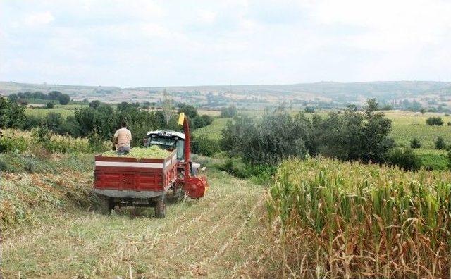 Tekirdağ’da Silaj Hasadı Başladı