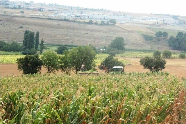 Tekirdağ’da Silaj Hasadı Başladı