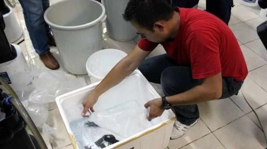 Sualtı D&uuml;nyası Yeni &Uuml;yelerini Ağırlamaya Hazırlanıyor