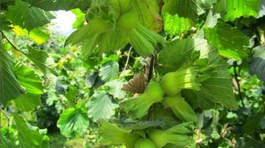 Fındıkta Erken Hasat Uyarısı