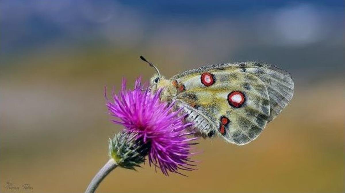 150 Milyon Yıllık Apollo Kelebeği Yok Olma Tehlikesiyle Karşı Karşıya