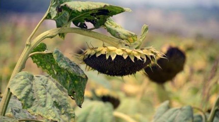 't&uuml;rkiye Yıllık 200 Bin Ton Ay&ccedil;i&ccedil;ek Yağı Ithal Ediyor'