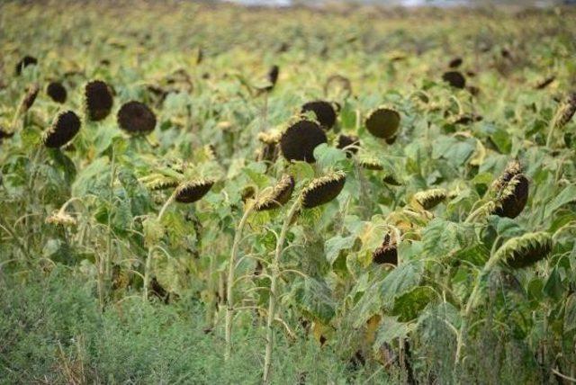  t&uuml;rkiye Yıllık 200 Bin Ton Ay&ccedil;i&ccedil;ek Yağı Ithal Ediyor  1