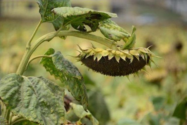  t&uuml;rkiye Yıllık 200 Bin Ton Ay&ccedil;i&ccedil;ek Yağı Ithal Ediyor  2