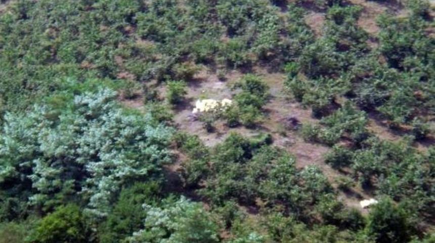 Ordu'da Fındık Hasadı Erken Başladı