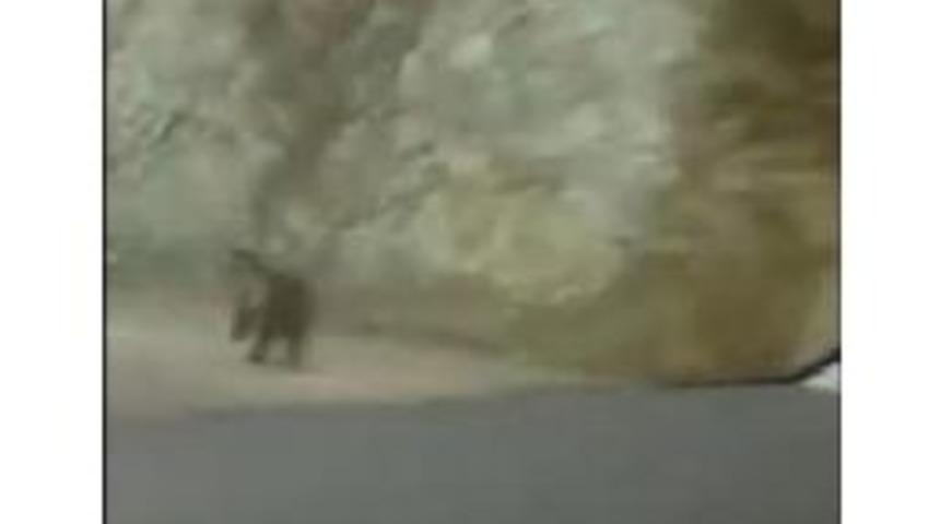 Kastamonu'da Yol Kenarında G&ouml;r&uuml;len Ayı Korkuttu