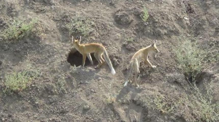 Tilki Avı Fareler Nedeniyle Yasak