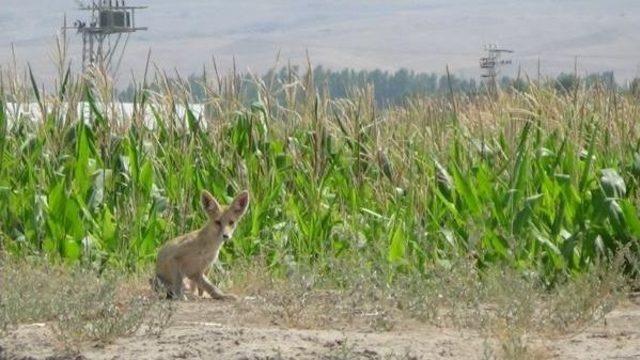 Tilki Avı Fareler Nedeniyle Yasak