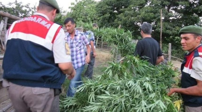 Jandarmadan Kenevir Operasyonu