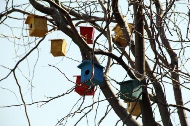 Şanlıurfa’Da Parklarda Kuş Yuvaları Yapılıyor