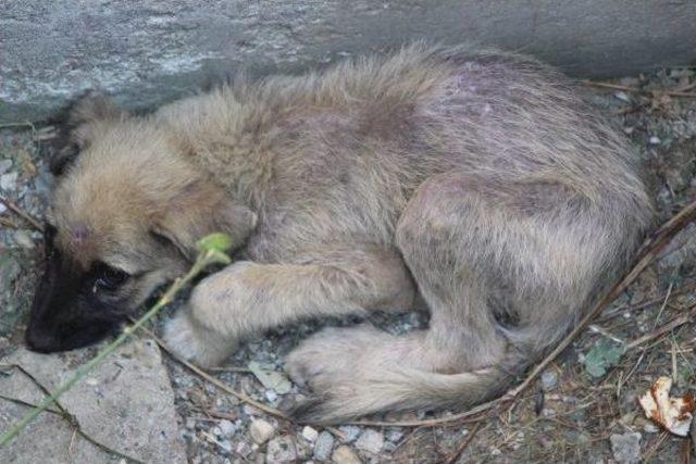 Kanala Düşen Köpeği Itfaiye Kurtardı